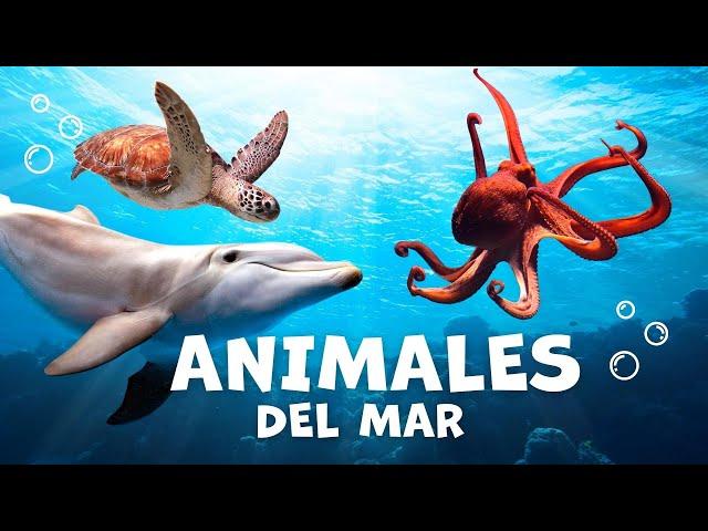 Los animales acuáticos para niños con vídeos | Animales del mar |  Vocabulario para niños