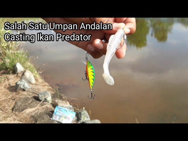 CARA TES UMPAN MINOW DAN SOFLURE UNTUK CASTING IKAN PREDATOR GABUS, TOMAN, HAMPALA DAN LAIN2