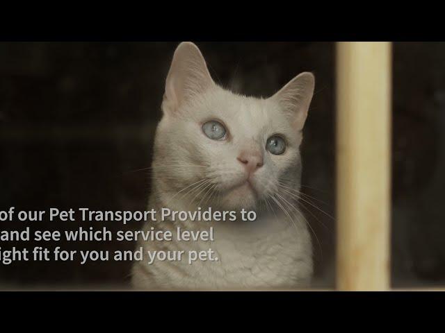 Pet Transport