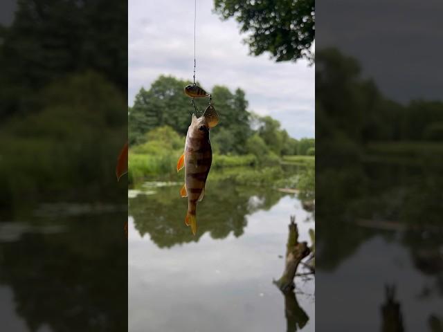 Часть 3. Поход на Дрозды номер 2 #врек #рилс #рыбалка #fishing #rec #shortvideo #shorts #fish