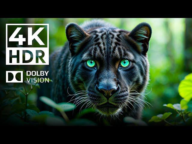 WILD WORLD 4K HDR | with Cinematic Sound (Colorful Animal Life)