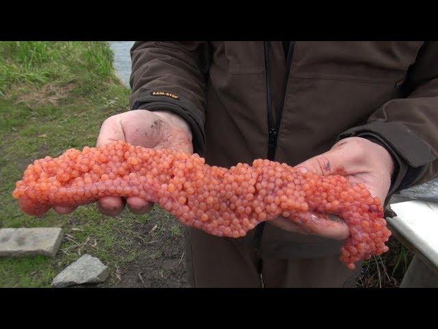 How to make salmon caviar. How Russians do it!