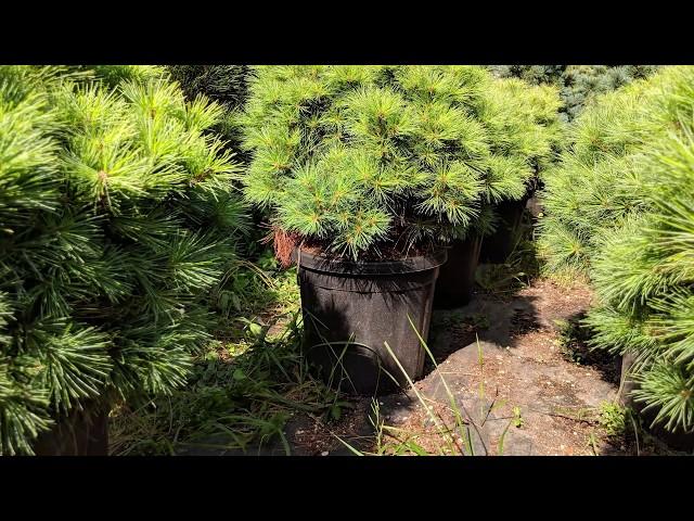 Сосна веймутова "Минима" Pinus strobus "Minima"