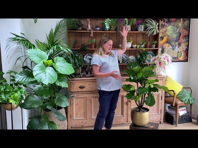 Ficus Lyrata or Fiddle Leaf Tree