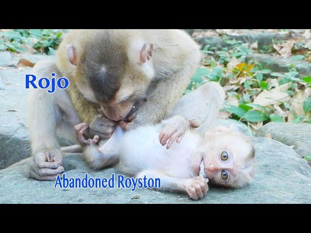 So Sweetheart Rojo Comfort Grooming Abandoned Baby Royston Laying On The Rock So Caring