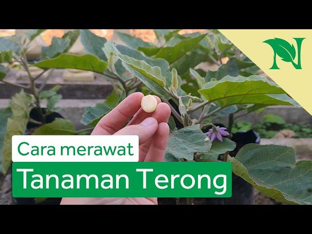 Cara Merawat Tanaman Terong Agar Berbuah Lebat