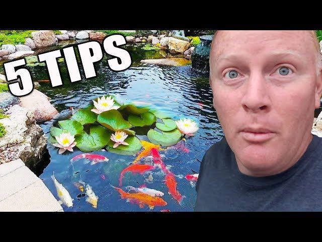 5 Tips for Water Lilies: How to Place Them in a Pond