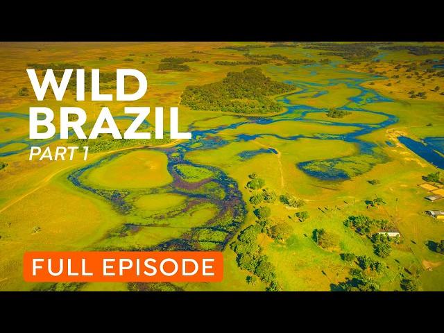 Full Documentary | Brazil's Atlantic Forest | Wildlife of Mata Atlântica