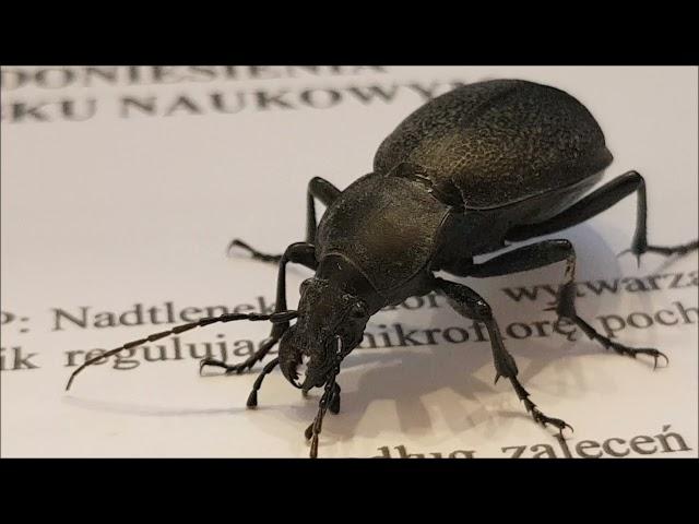 Ground Beetle Up-Close - Carabidae - Chrząszcz Biegaczowaty