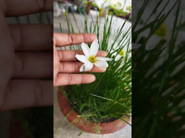 rain Lily flower#aparna gardener #gardening