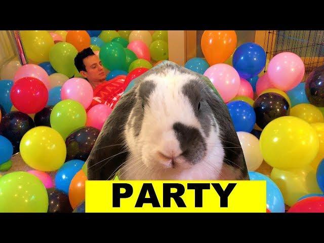 Balloon Birthday Party For my BUNNY - Say Happy 6th Birthday!