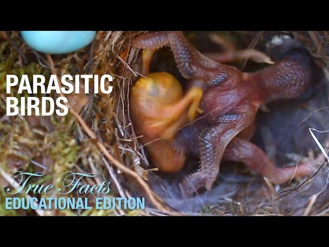 Parasitic Birds: Educational Edition