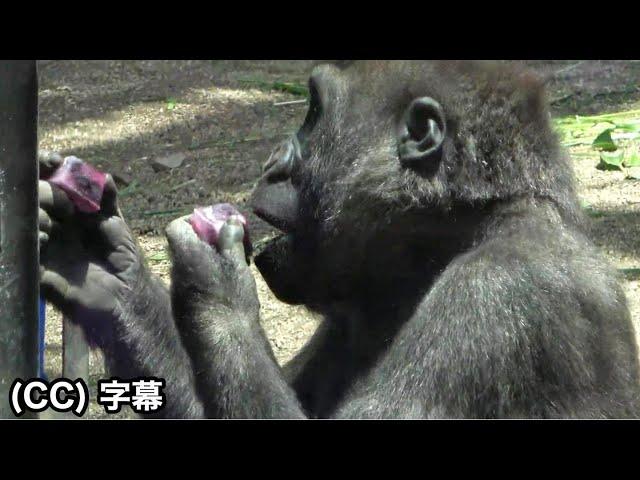 Cold, tasty treats and carrots. Little gorilla survives the heat. Kintaro｜Momotaro family