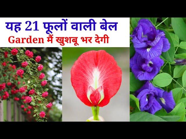 यह 21 फूलों वाली बेल Garden खुशबू से भर देंगे || 21Best Permanent Flowering Plants 2021