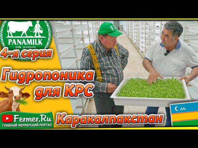 Гидропоника. 300м2 = 100га! Удой молока - плюс 20% Что важнее зелёная масса или корни? PANAEV FARMS.