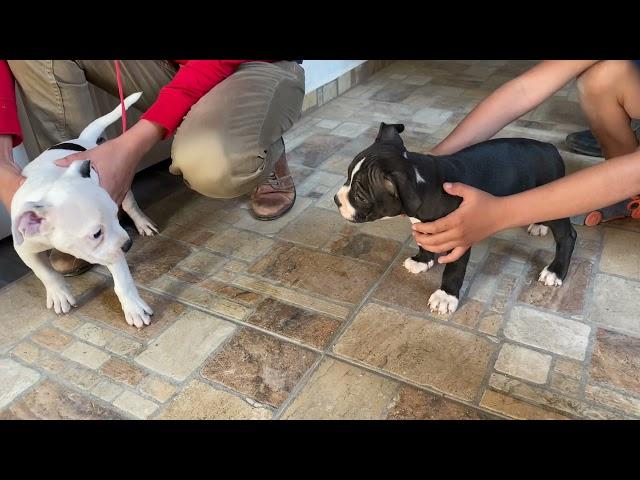 Dos cachorros pitbull hembra y macho de dos meses