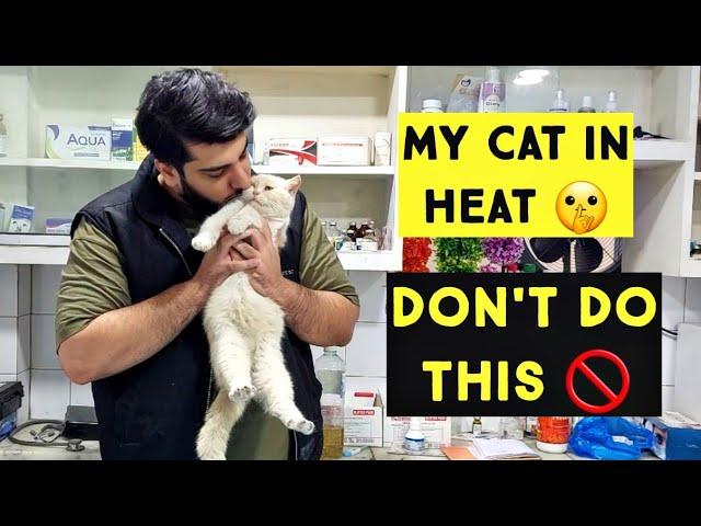 My Cat in Heat | Don't do these mistakes with Cat in Heat cycle