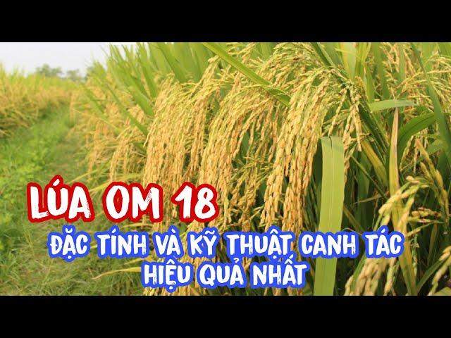 Giống lúa om 18 - Đặc tính và kỹ thuật canh tác hiệu quả nhất | lê chung vlog