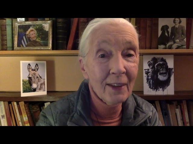 Jane Goodall about the Upshift