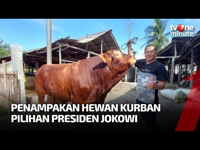 Inilah Sapi dari Binjai Pilihan Jokowi, Berbobot Lebih dari 1 Ton! | tvOne Minute