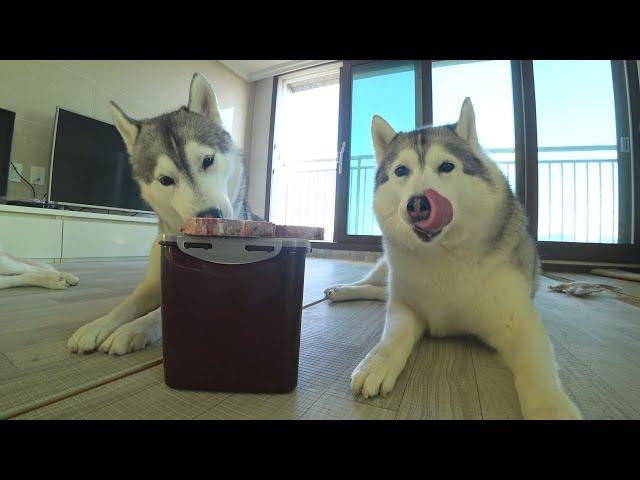 Siberian huskies doing a mukbang on sheep neck bone