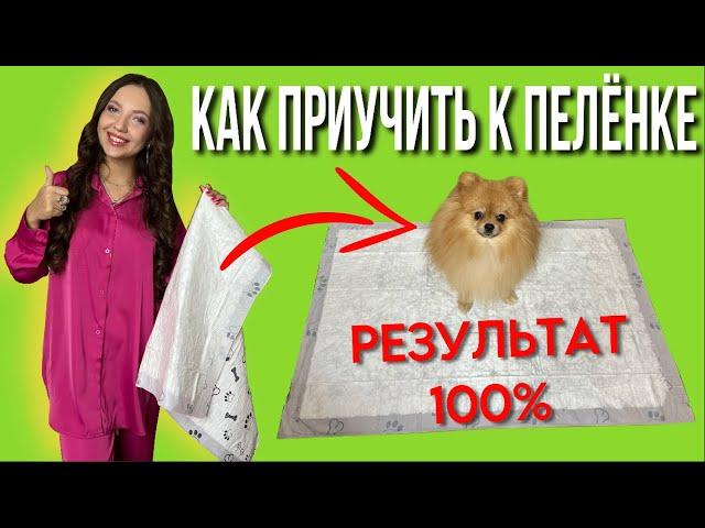 Как приучить щенка к пеленке / результат  #моисобаки