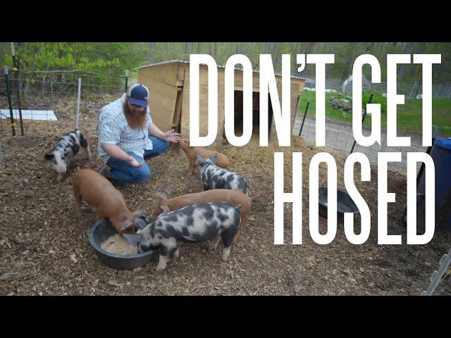 Tip For Buying Your First Homestead Pigs