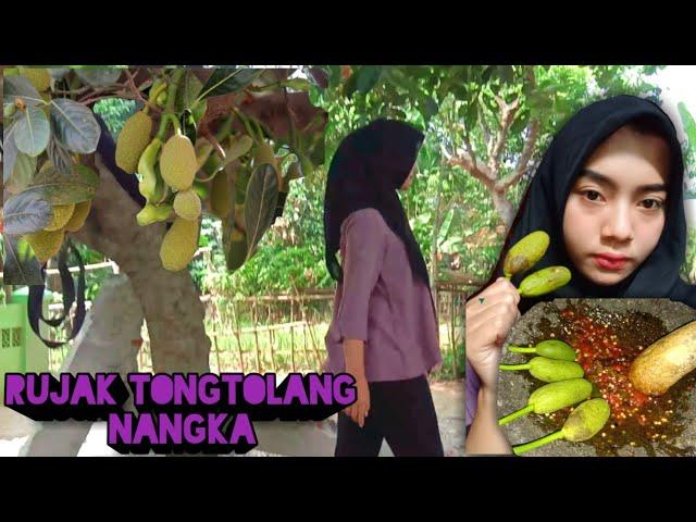 Memetik tongtolang nangka langsung dirujak mantap pokok namah bikin mata melek!