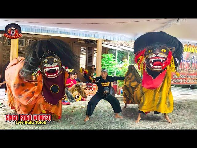 Barongan Galak Ngamuk !! Barongan Kesurupan Ngamuk!! Barongan Singo Rogo Wongso  | BarongBoys