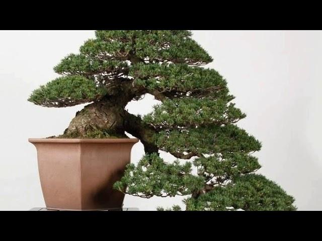 Inspirasi bonsai casecade