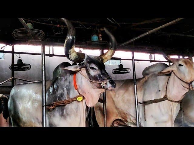 Kankraj Cow | Bath Time | Sadeeq Agro Cattle Farm 2023 | Biggest cow in Bangladesh 2023 |