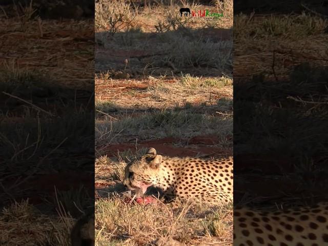 Cheetah on a meal in Tsavo | #shorts  #cheetah