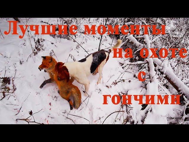 Лучшие моменты с гончими на охоте на зайца и лисицу. Красивые выстрелы и промахи.