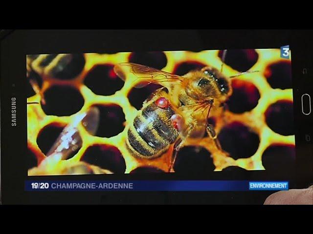 Le varroa, un acarien qui s’attaque aux abeilles