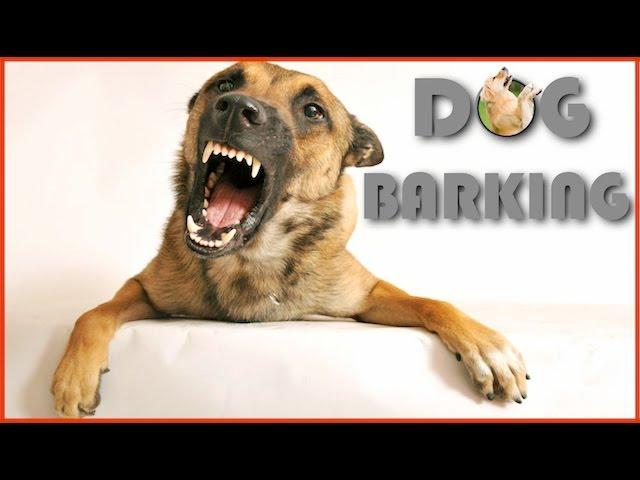 Dog Barking Sound Effect in Best Quality