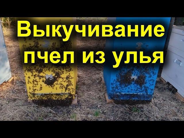 Выкучивание пчел из улья, причина?