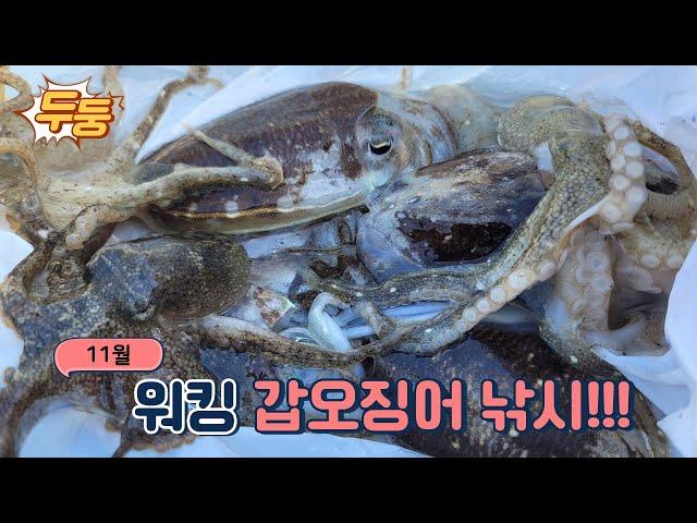 사이즈, 마릿수 준수한 11월 워킹 갑오징어 낚시