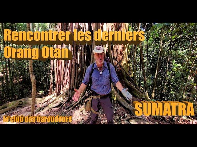 A la rencontre des derniers Orangs Outans sauvages d'Indonésie : Bukit Lawang (Sumatra).