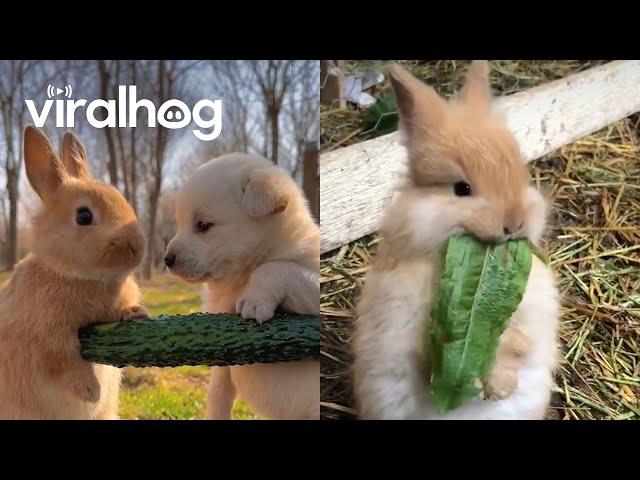 Adorable Bunnies Having a Snack || ViralHog