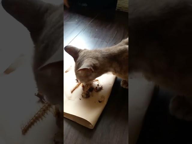 cat eats bone