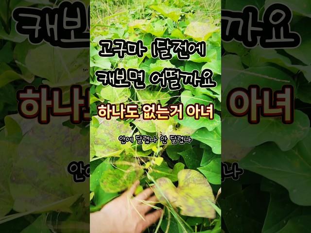 고구마 미리 땅 한번 파볼께요 #주말농장