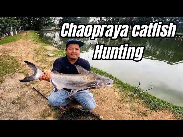 Hari Putus perambut! Teknik Mancing ikan Patin Chaopraya untuk beginner