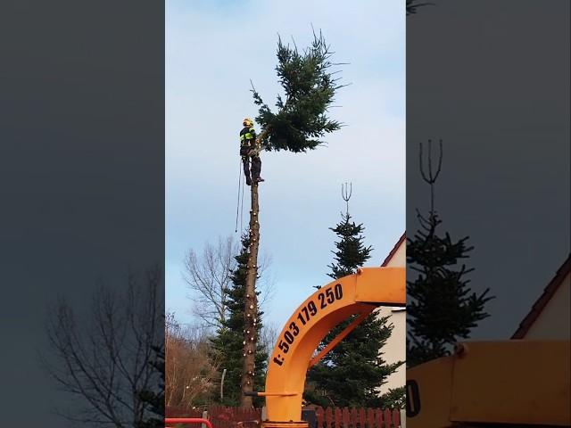 #treeremoval #climbing #safetreeremoval #dji #arborist #stihl #protos #treeservices