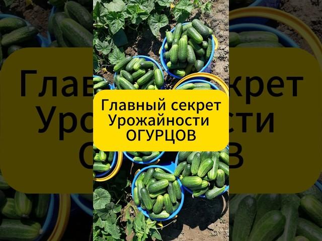 Огурцы вёдрами! Секрет, от которого соседи глаза таращат!! #дача  #огород  #сад  #огурцы  #подкормка
