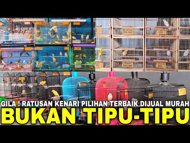 VIRAL ! BONGKAR RATUSAN KENARI GACORAN DAN BAHAN KIOS INI NEKAD OBRAL HARGA CUMA MULAI 50 RIBUAN !