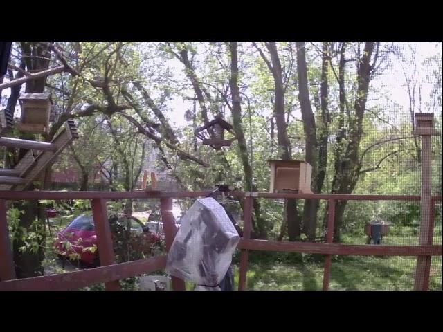 picassolama Live Stream
