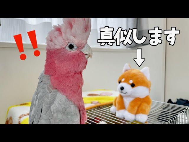 まねっこ豆柴vs会話する天才オウムの衝撃結末‥【モモイロインコ】