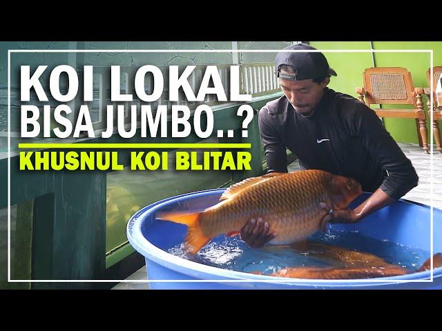 DITANGAN ORANG INI KOI LOKAL BISA JADI SUPER JUMBO | KHUSNUL KOI BLITAR | SEPUTAR IKAN HIAS