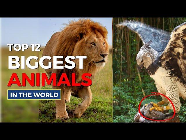 Biggest animals in the world |Factswow