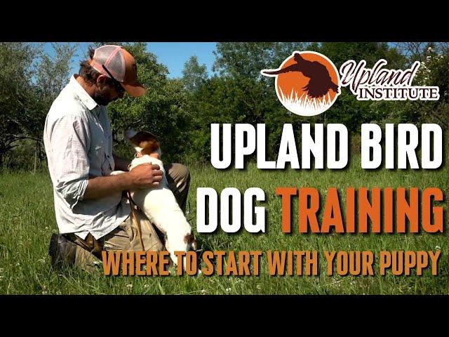 Upland Bird Dog Training - Where to start with a puppy?